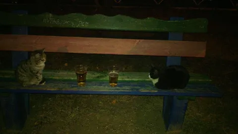 Коты за вечерним столом