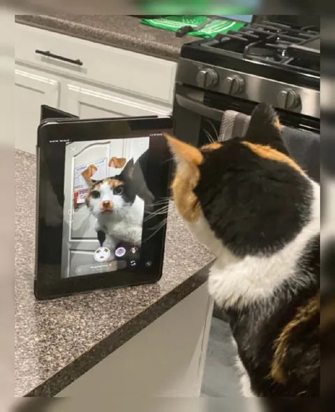 Кот смотрит на кота в планшете
