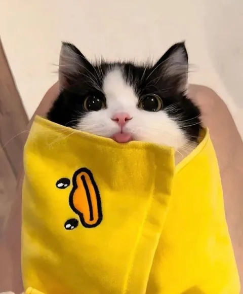 Кот в костюме банана