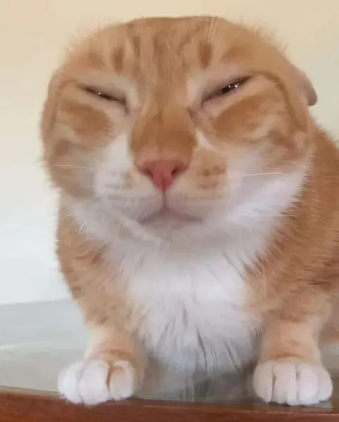 Прищурившийся рыжий кот