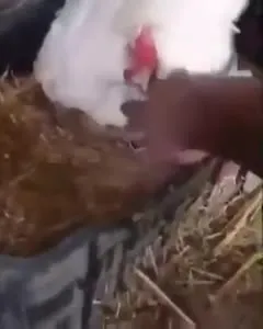 Cat Hatches From an Egg