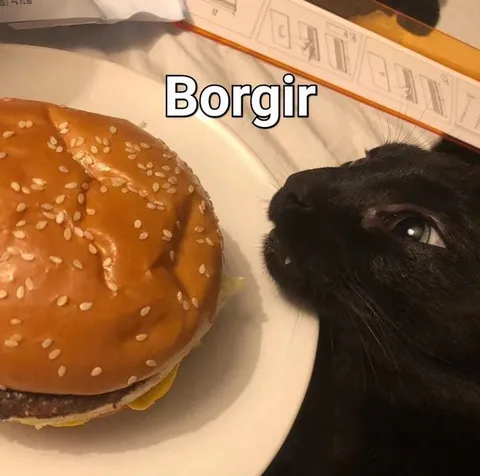 Кот хочет бургир