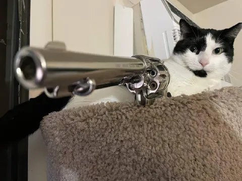Кот с револьвером