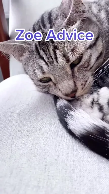 Zoe Advice Cat Video