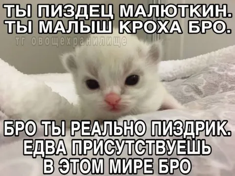 Маленький котёнок, большой пиздец