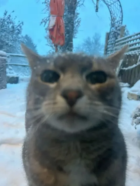 Кот смотрит в упор