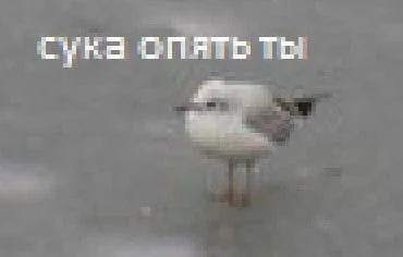 Сука, опять ты — чайка