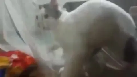 Кот внезапно приближается к камере