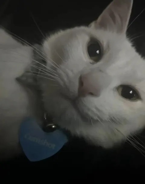 White Cat with a Cumshot Tag