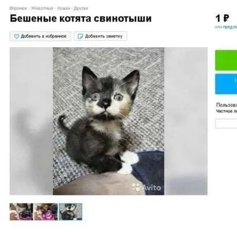 Бешеные котята свинотыши