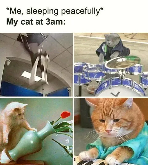 My Cat at 3 AM