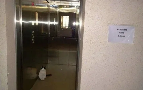 Кота в лифт не брать