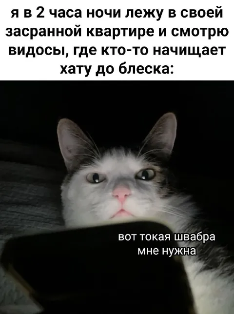 Кот смотрит видео про уборку