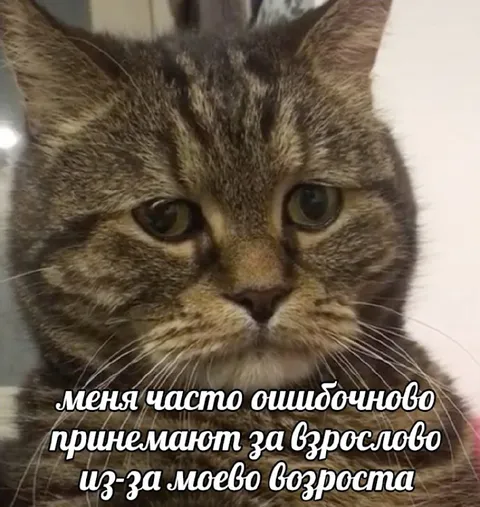 Кот, которого принимают за взрослого