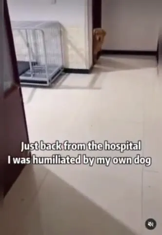 Dog Humiliates Injured Owner