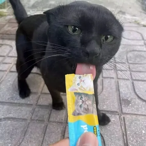 Кот лижет упаковку с котами