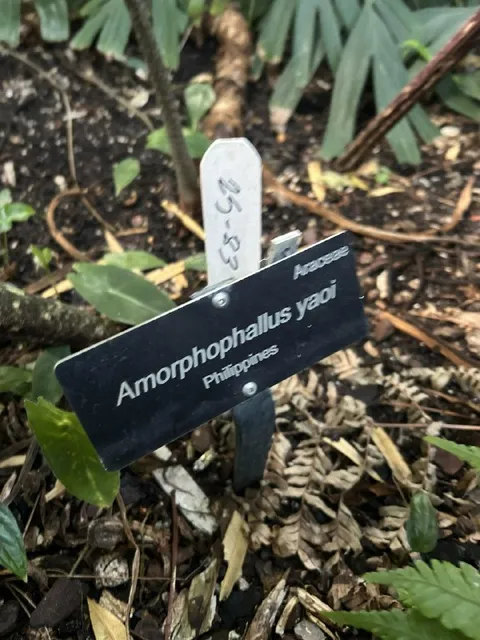 The Yaoi Plant
