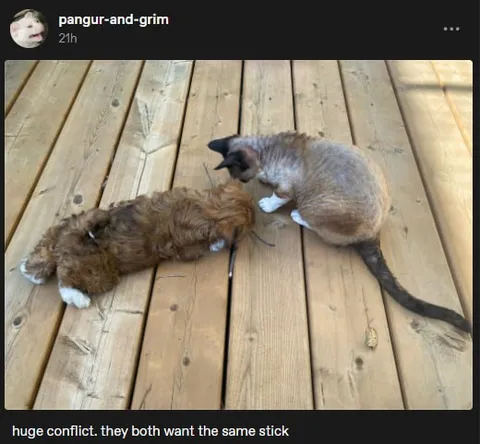 Both Want the Same Stick