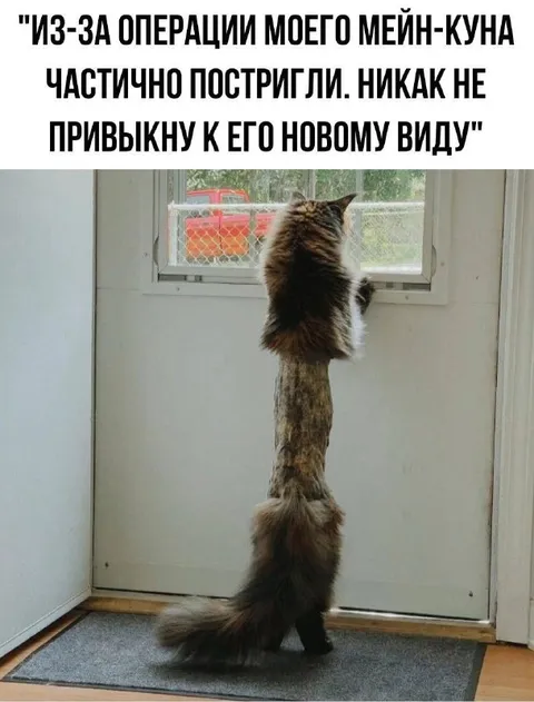 Кот после частичной стрижки