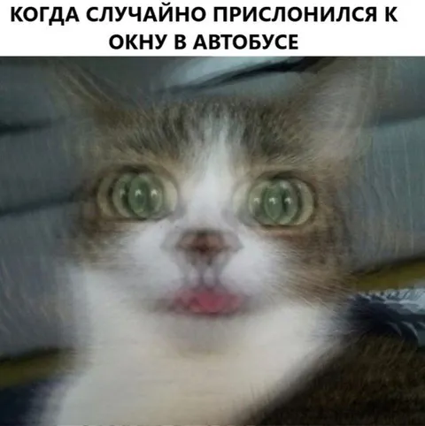 Кот у окна автобуса