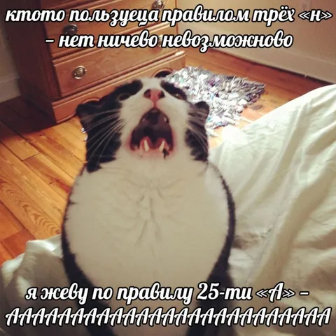 Кот и правило 25-ти А