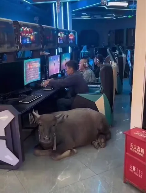 网吧里的水牛