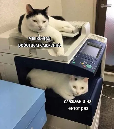 Коты работают слаженно