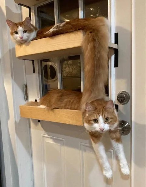 Кошачья дверь на два этажа
