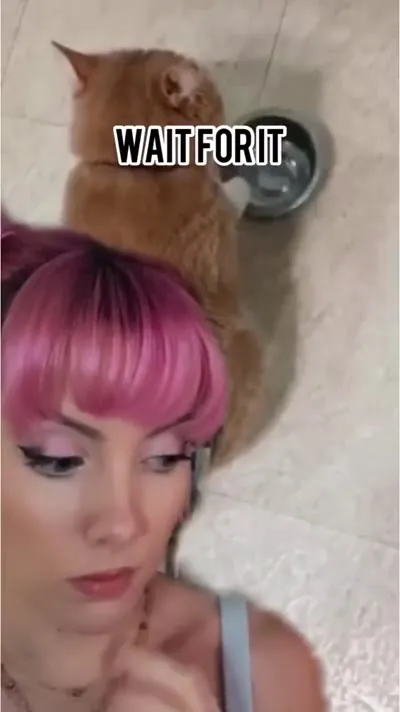 Turning Cat Bowl Sounds Into Music
