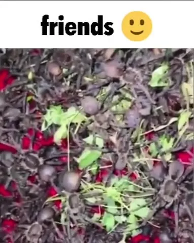 Friends Are Everywhere