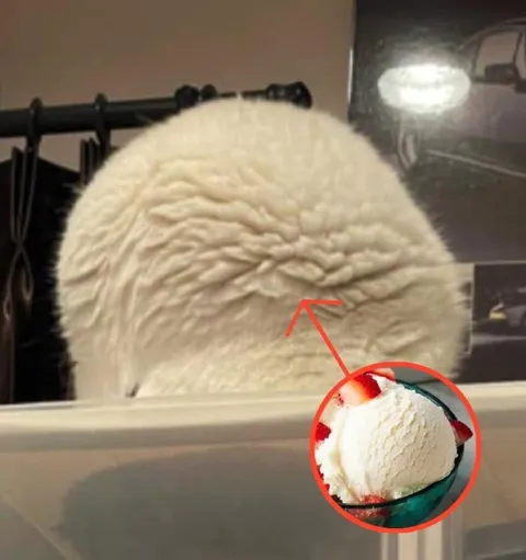 Кот похож на мороженое