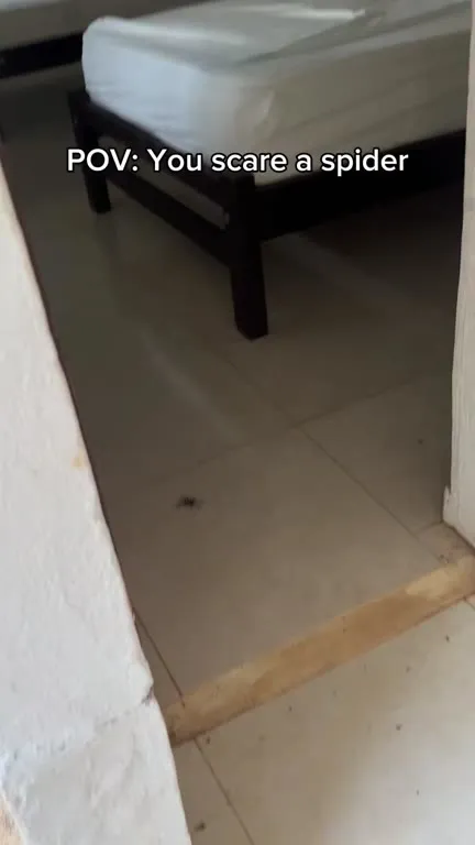 Scaring a Spider