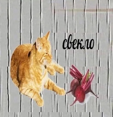 Кот тянется к свекле
