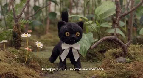 Маленький котёнок и чужие ожидания