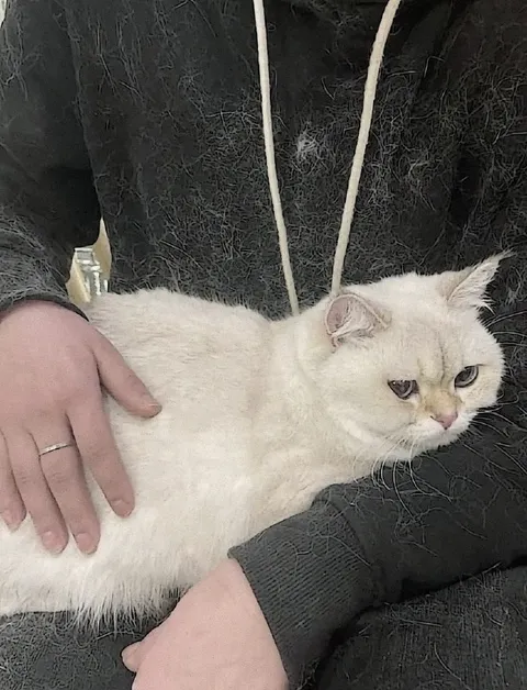 Белая кошка на руках