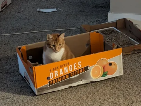Cat in an Orange Box