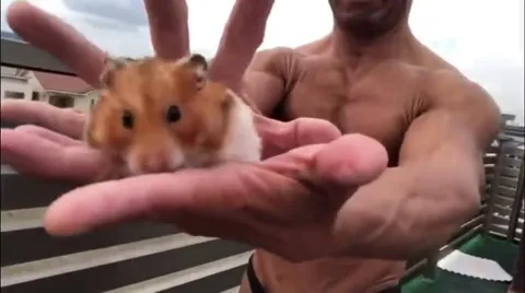 Качок показывает хомяка и птицу