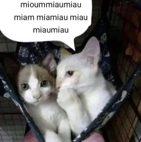 Gatos conversando em miados