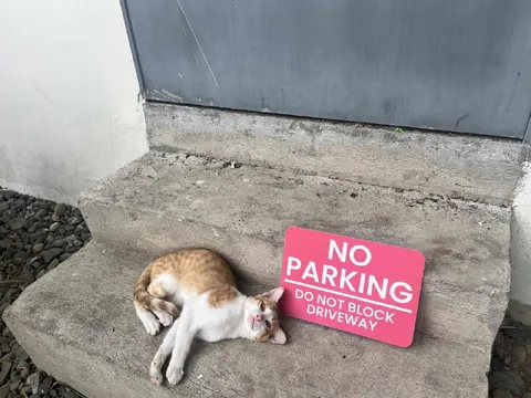 Cat Ignores No Parking Sign