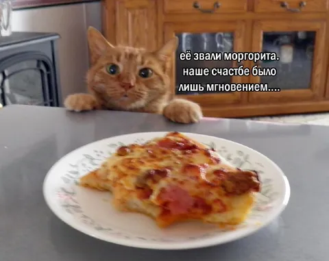 Кошка и мимолётное счастье