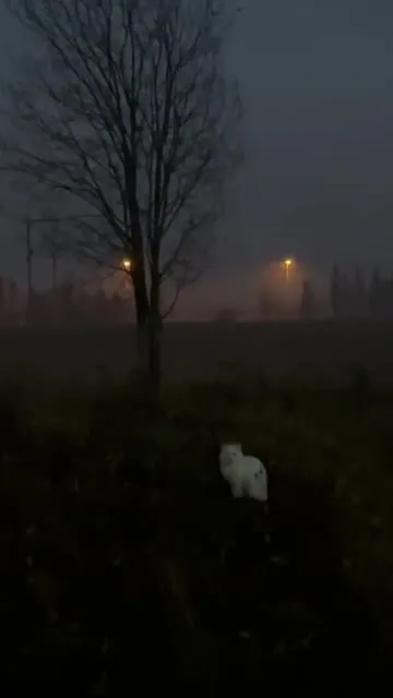 Кот в тумане