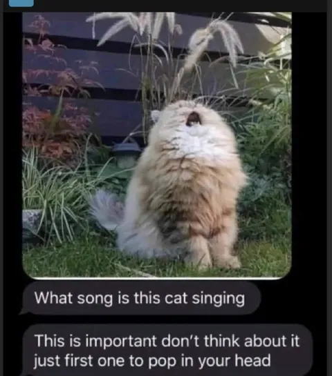 Cat Singing Country Roads
