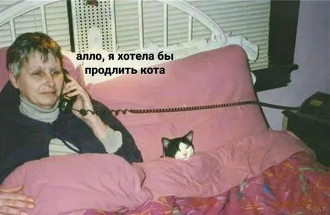 Продлить кота по телефону