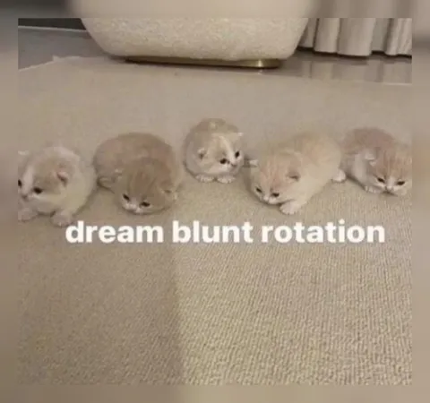 Dream Blunt Rotation Kittens
