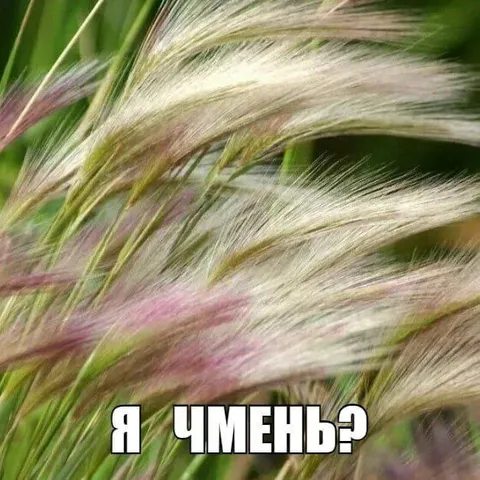 Я чмень?