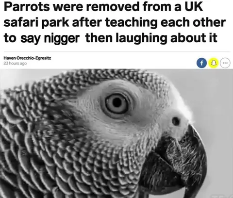 Parrots Laughing at Their Own Joke