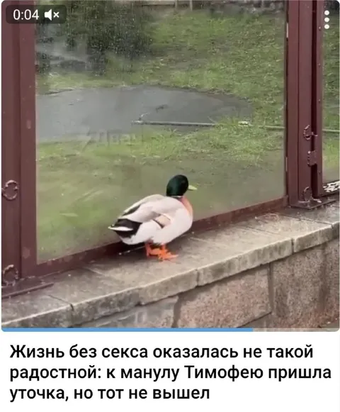 Жизнь без секса и уточка