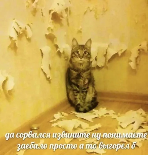 Кот сорвался от выгорания