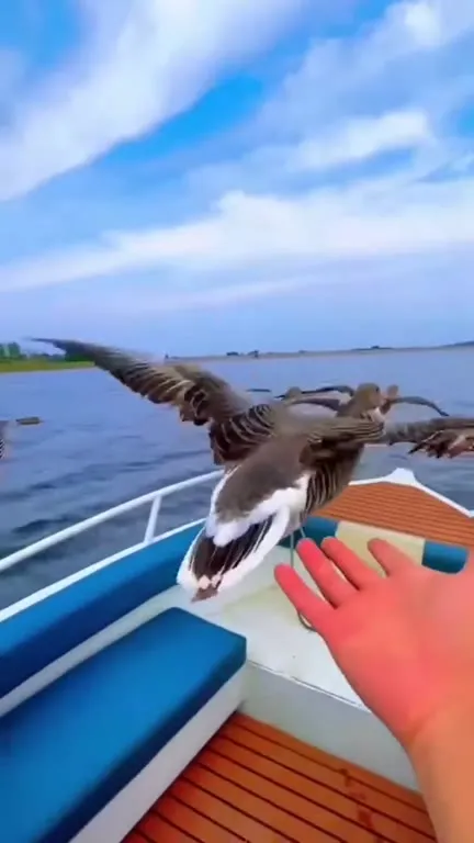 Ладонь для летящих птиц