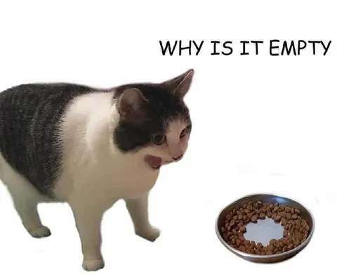 Why Is It Empty Cat
